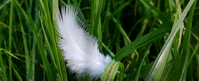 signes des anges au quotidien