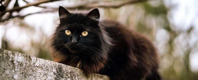 trouver son animal totem