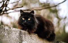 trouver son animal totem